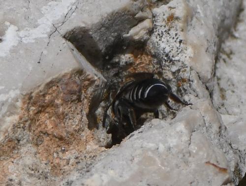 Réf. 235 888 : Megachile sp.
